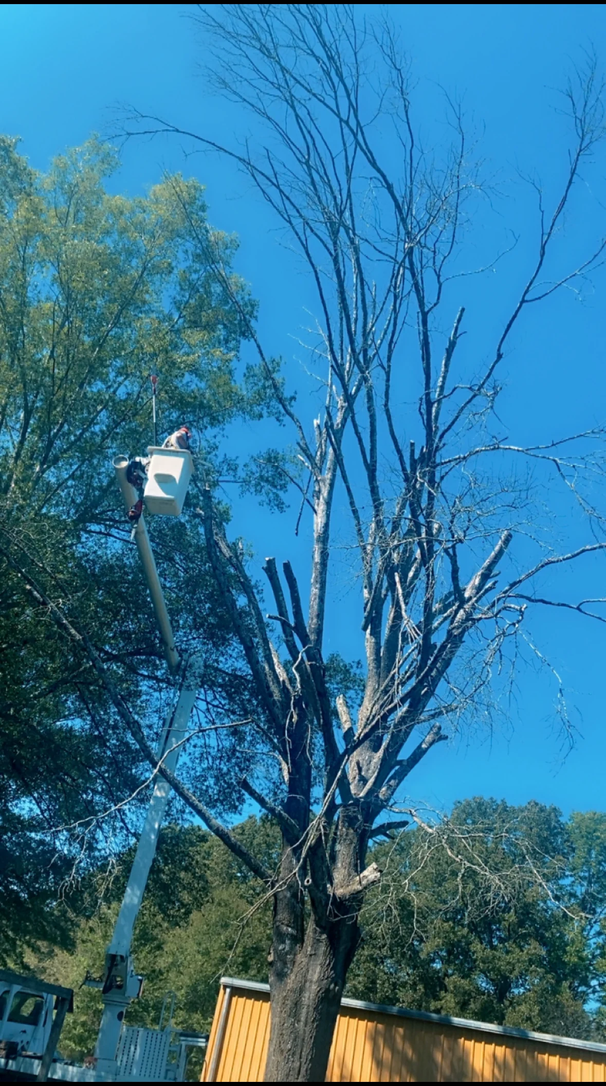 Bucket lift working in a tall tree